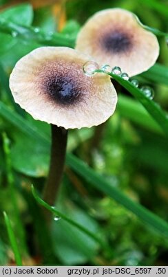 Rickenella setipes (spinka szczecinowata)