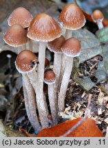 Psathyrella orbicularis