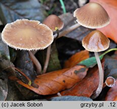 Psathyrella orbicularis