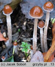 Psathyrella orbicularis