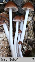 Psathyrella orbicularis