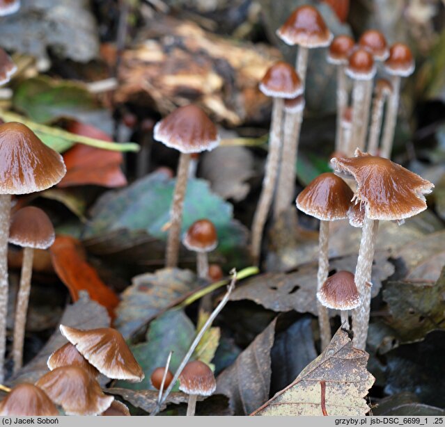 Psathyrella orbicularis