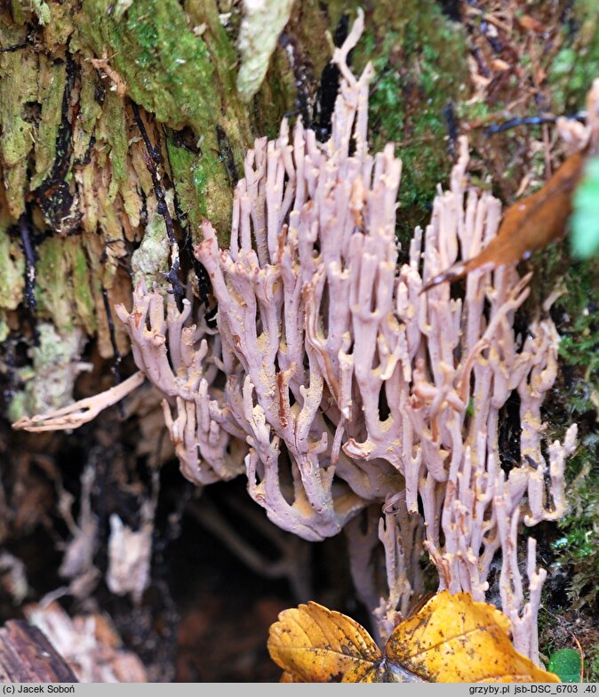 Ramaria stricta var. concolor