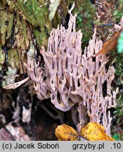 Ramaria stricta var. concolor