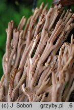 Ramaria stricta var. concolor