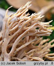 Ramaria stricta var. concolor