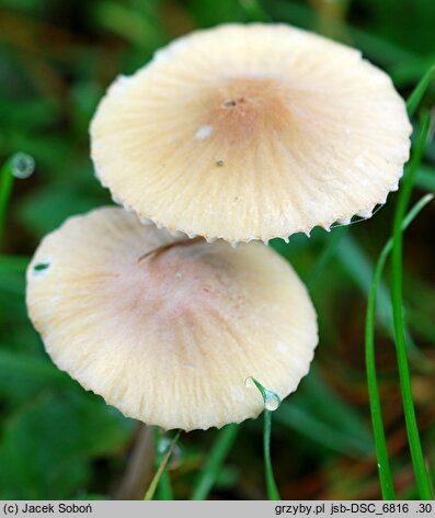 Mycena olivaceomarginata (grzybówka oliwkowoostrzowa)