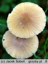 Mycena olivaceomarginata (grzybówka oliwkowoostrzowa)