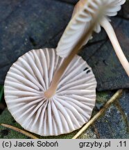 Mycena olivaceomarginata (grzybówka oliwkowoostrzowa)