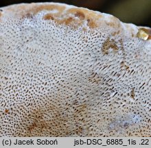 Heterobasidion parviporum (korzeniowiec drobnopory)