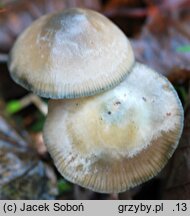 Psilocybe arcana