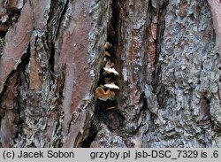 Skeletocutis amorpha (szkieletnica pomarańczowa)