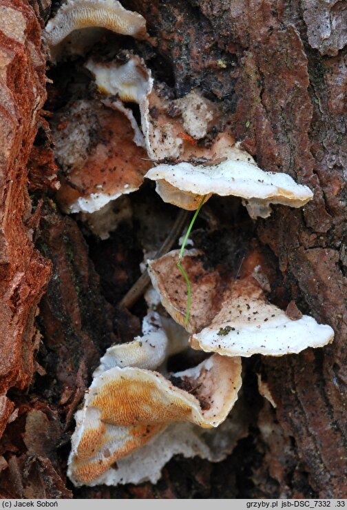 Skeletocutis amorpha (szkieletnica pomarańczowa)