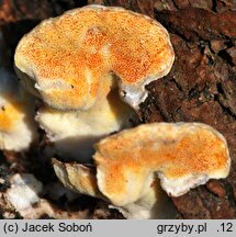 Skeletocutis amorpha (szkieletnica pomarańczowa)