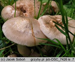 Entoloma sepium (dzwonkówka mącznowonna)