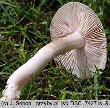 Entoloma sepium (dzwonkówka mącznowonna)