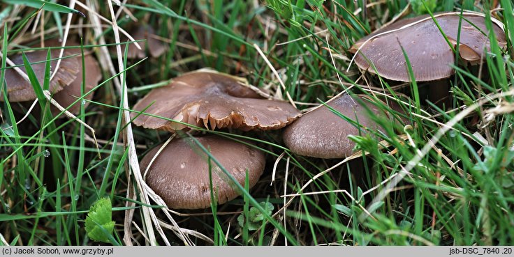 Entoloma ortonii