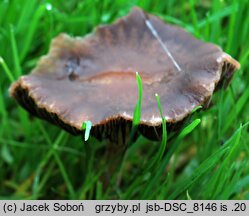 Panaeolus foenisecii var. intermedius