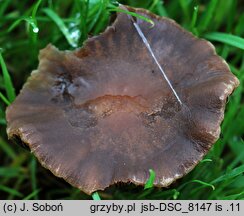 Panaeolus foenisecii var. intermedius