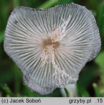 Coprinopsis lagopus var. vacillans