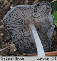 Coprinopsis lagopus var. vacillans