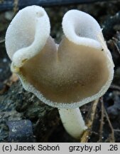 Helvella sublicia