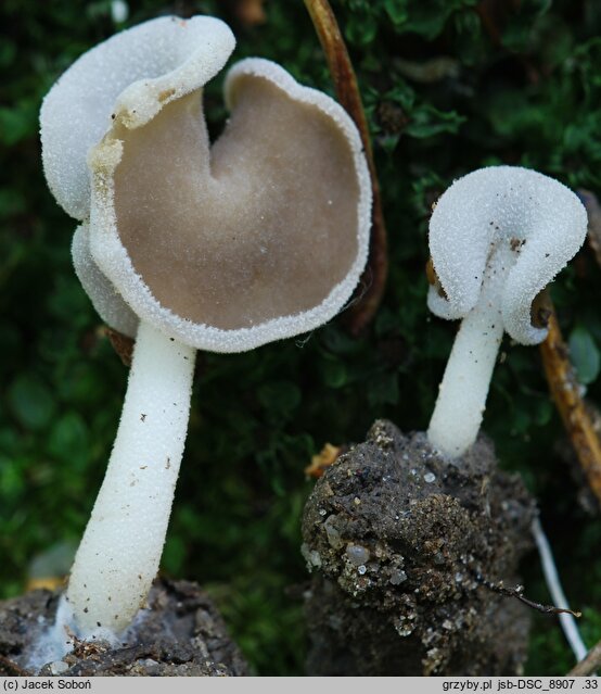 Helvella sublicia