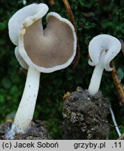 Helvella sublicia