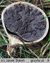 Scleroderma cepa (tęgoskór cebulowaty)