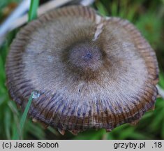 Entoloma conferendum var. pusillum