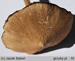 Entoloma conocybecystis