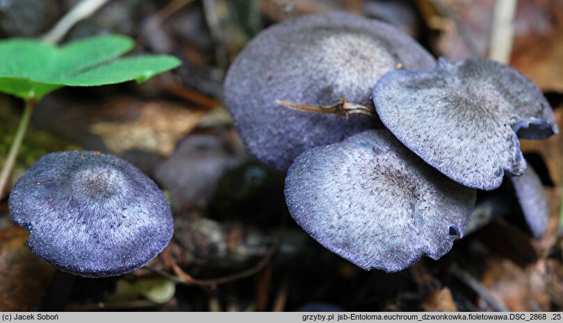 Entoloma euchroum (dzwonkówka fioletowawa)