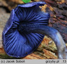 Entoloma euchroum (dzwonkówka fioletowawa)