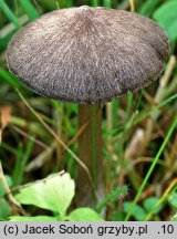 Entoloma porphyrophaeum (dzwonkówka porfirowobrązowa)