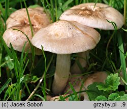 Entoloma sepium (dzwonkówka mącznowonna)