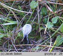 Glutinoglossum glutinosum (lepkozorek śluzowaty)