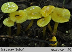 Hygrocybe glutinipes