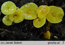 Hygrocybe glutinipes