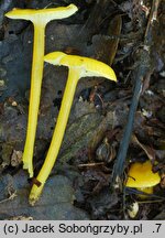 Hygrocybe glutinipes