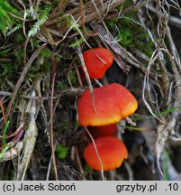 Hygrocybe miniata (wilgotnica purpurowa)