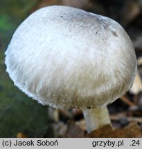 Hygrophorus tephroleucus (wodnicha jesienna)