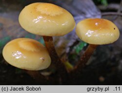 Kuehneromyces mutabilis (łuszczak zmienny)