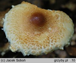 Lepiota magnispora (czubajeczka brzuchatozarodnikowa)