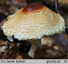 Lepiota magnispora (czubajeczka brzuchatozarodnikowa)