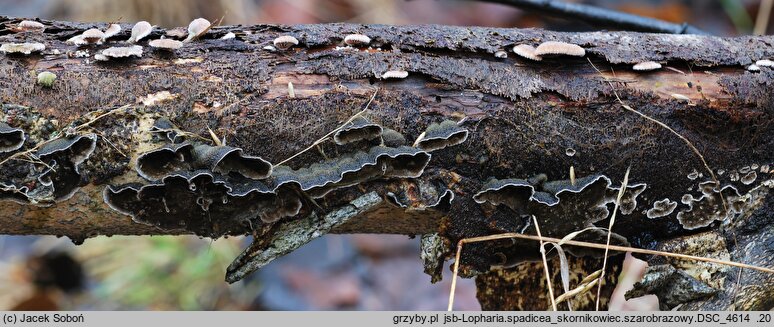 Porostereum spadiceum (skórniczek szarobrązowy)