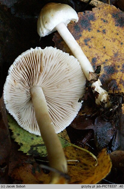 Inocybe sindonia (strzępiak drobnowłóknisty)