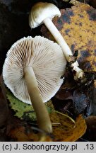 Inocybe sindonia (strzępiak drobnowłóknisty)