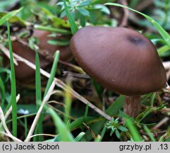 Pseudoclitocybe expallens