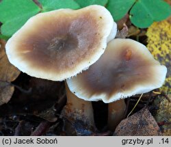 Rhodocollybia butyracea f. butyracea (monetnica maślana typowa)