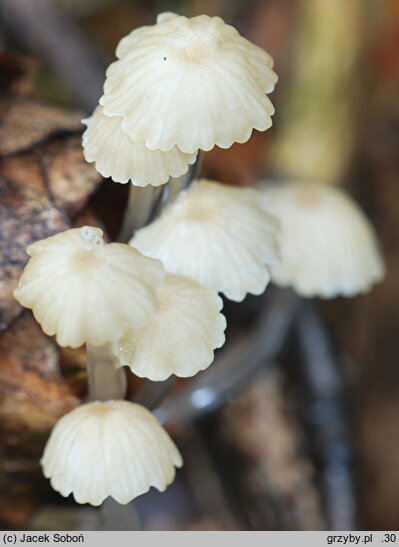 Roridomyces roridus (grzybówka śluzowatotrzonowa)